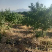 باغ بادام و میوه جدا از هم نزدیک آسفالت