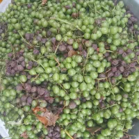 غوره انگور تازه محلی