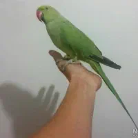 ملنگو ماده رام مست ۲ساله