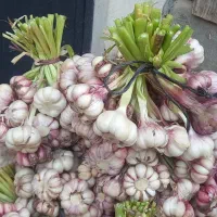 سیرمحلی کوه