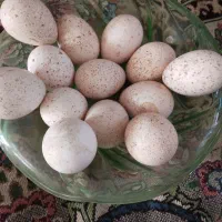 تخم بوقلمون نطفه دار