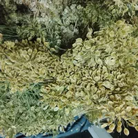 گلپر خشک