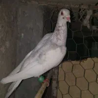 یهودی سارنر