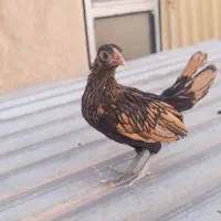 سیبرایت سیلور و گلد
