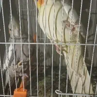 یک جفت عروس هلندی نر و ماده بالغ