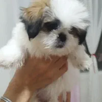 سگ خونگی