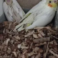 جوجه عروس هلندی