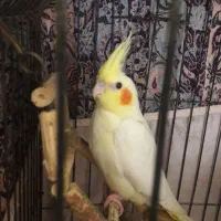 جوجه عروس هلندی ۳۰ روزه سالم و سرحال