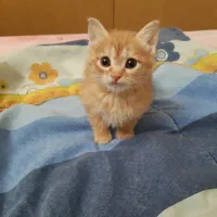 بچه گربه