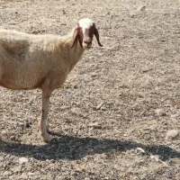 ورن و شک|حیوانات مزرعه|ایلام, |دیوار