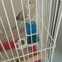 عروس هلندی ماده