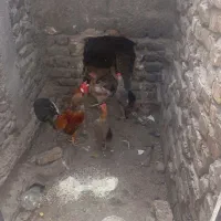 مرغ و خروس محلی