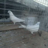 کبوتر