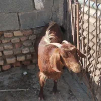 بزز