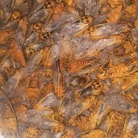 جیرجیرو تازه گوشتی