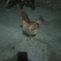 مرغ