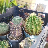 فروش تعدادی کاکتوس و ساکولنت