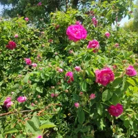 گل محمدی درجه یک
