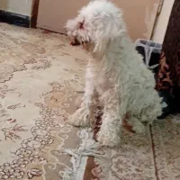 شیتزو ماده ببر گرند خوشگل بازی گوش