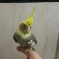 عروسی هلندی ماده و مرغ عشق نر