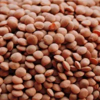 عدس قهوه ای و نخود عالی