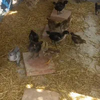 جوجه گلین و گلپیگان ۱ ماهه