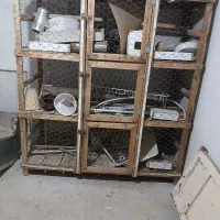کبوتر|پرنده|خمینی‌شهر, |دیوار