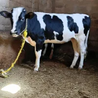 فروش یک عدد گوساله