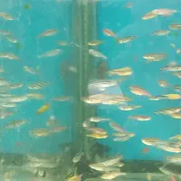 فروش انواع ماهی زبرا و گوپی به قیمت مناسب