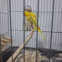 یک جفت قناری یکسر جیبوس