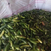 خیار