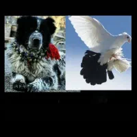 کبوتر دم سیاه ماده