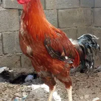 مرغ خروس لاری