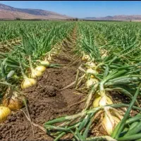کود ارگانیک برای افزایش تناژ پیاز
