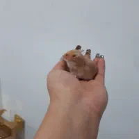 همستر های شیرین و بازیگوش