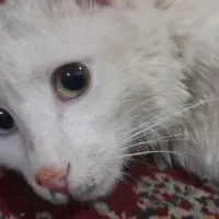 گربه|گربه|خرم‌آباد, |دیوار