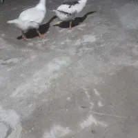 جوجه غاز