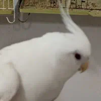 عروس هلندی گم شده