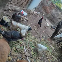 مرغ و خروس برهما .اوشامو .و دو بوغلمون ماده