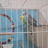 یک جفت مرغ عشق بالغ و کار داده