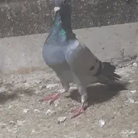سبز جوانه