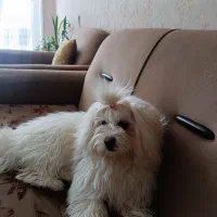 سگ خانگی
