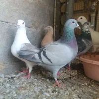 ماده پلاکی