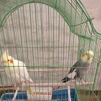 عروس هلندی