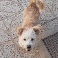 سگ پاپی
