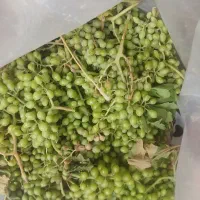 غوره