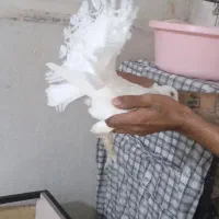 کفتر|پرنده|کرج, حصارک بالا|دیوار