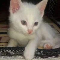 گربه