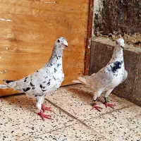 *آلمانی، سرورلکه دار،طاوسی وسرخ دانفر*