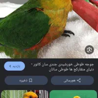 طوطی خورشیدی گمشده مژدگانی داده میشه